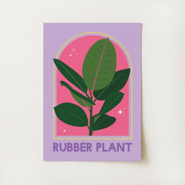 Rubber Plant House Plant Print